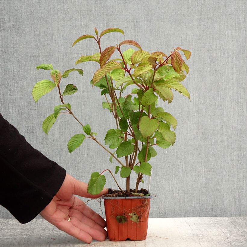 Exemplar von Japanischer Schneeball Tomentosum - Viburnum plicatum Kleine Töpfe von 8/9 cm wie im Frühjahr geliefert