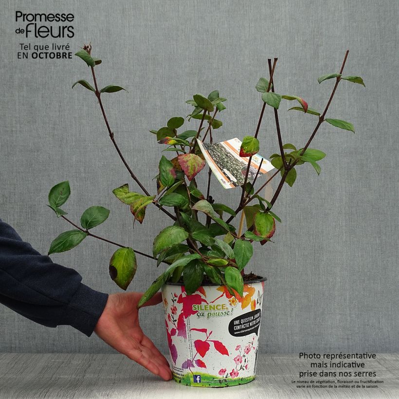 Exemplar von Viorne du Burkwood - Viburnum x burkwoodii Mohawk en pot de 4L/5L wie im Herbst geliefert