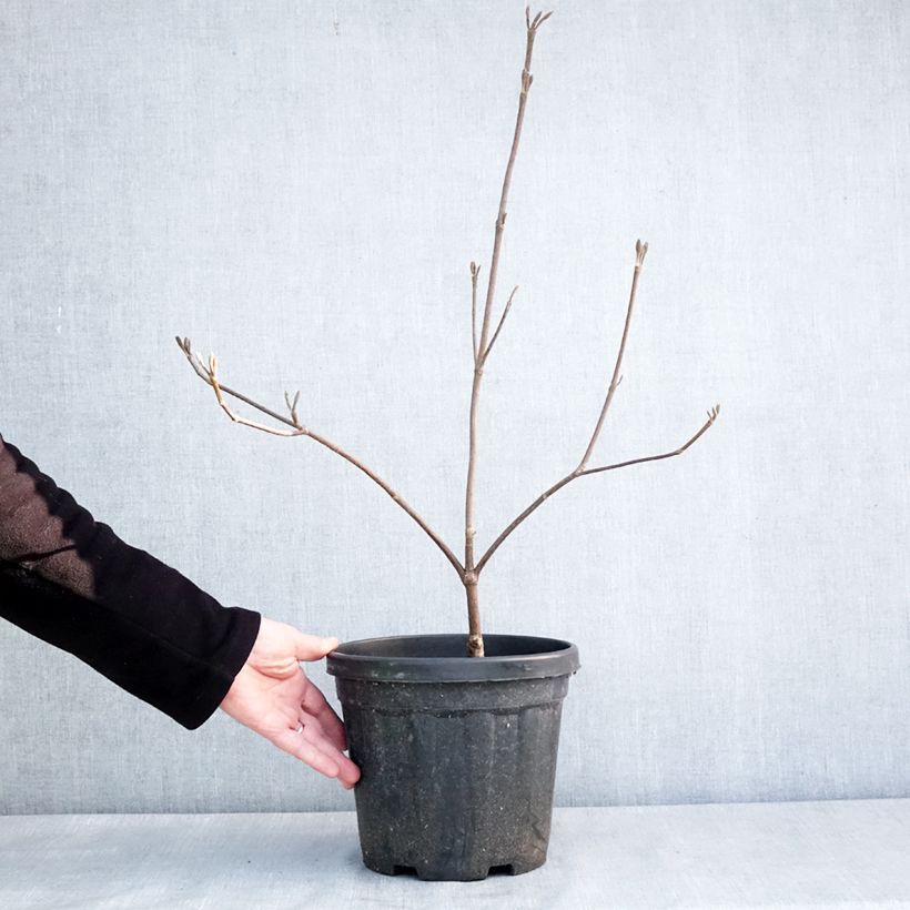 Exemplar von Schneeball furcatum - Viburnum Topf mit 6L/7LGelieferte Höhe ca. 40/60cm wie im Winter geliefert