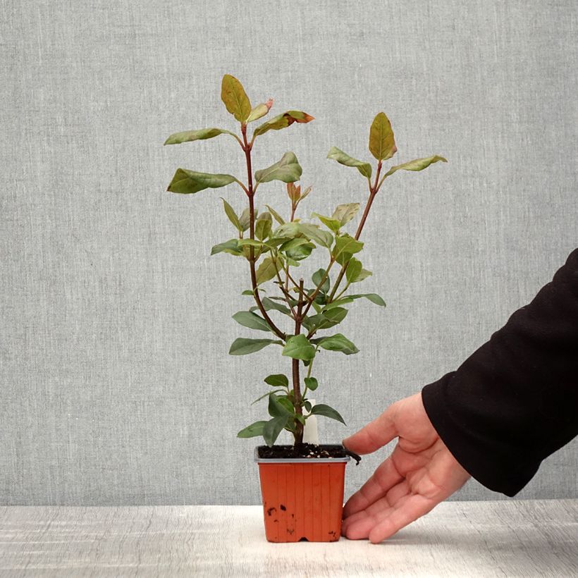 Exemplar von Viorne, Laurier tin - Viburnum tinus Gwenlian - Godet de 8/9 cm wie im Frühjahr geliefert