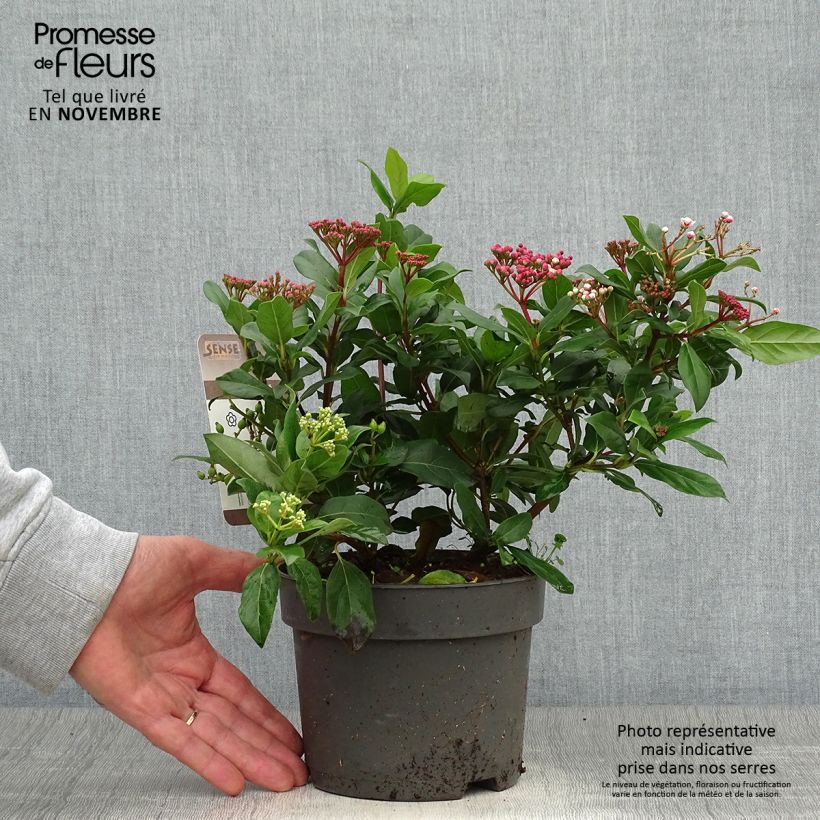 Exemplar von Viorne, Laurier tin - Viburnum tinus Gwenlian Pot de 2L/3L wie im Herbst geliefert