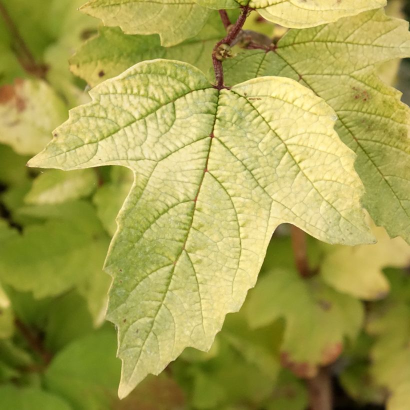 Gewöhnlicher Schneeball Oh Canada - Viburnum opulus (Laub)