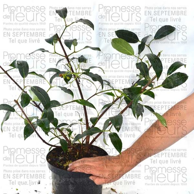 Beispiel eines Exemplars von Viorne ou Viburnum Le Bois Marquis en pot de 10L wie geliefert