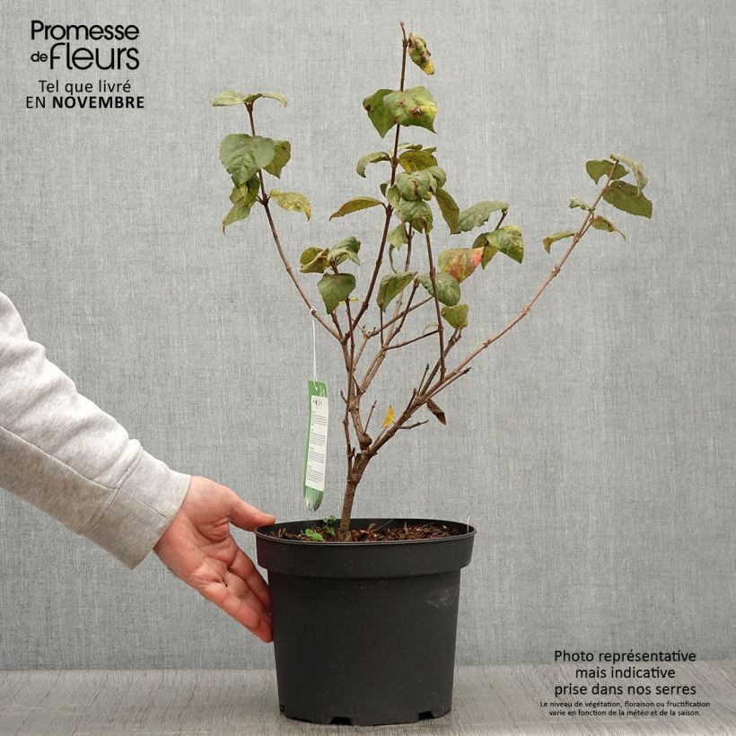 Exemplar von Viorne - Viburnum carlesii Aurora en pot de 3/4L wie im Herbst geliefert