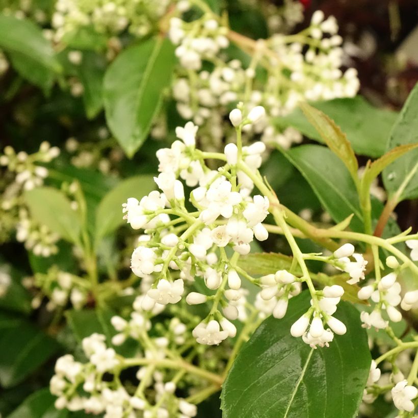 Wintergrüner Schneeball Winton - Viburnum hillieri (Blüte)