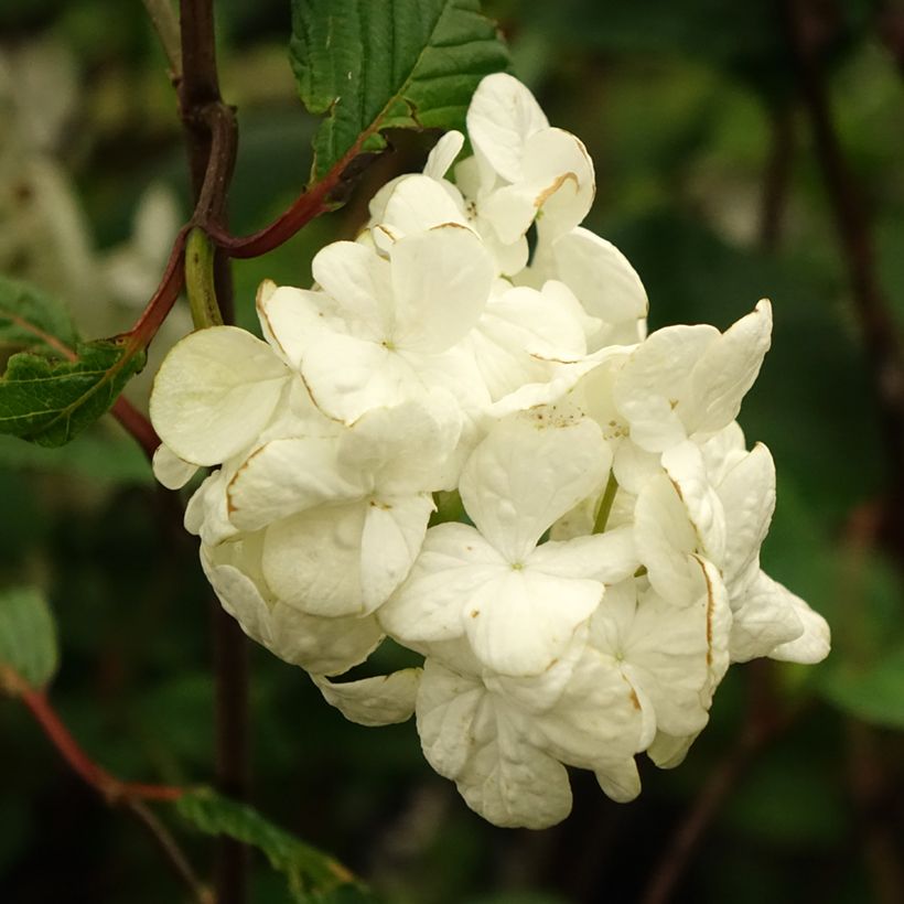 Japanischer Schneeball Grandiflorum Noble - Viburnum plicatum (Blüte)