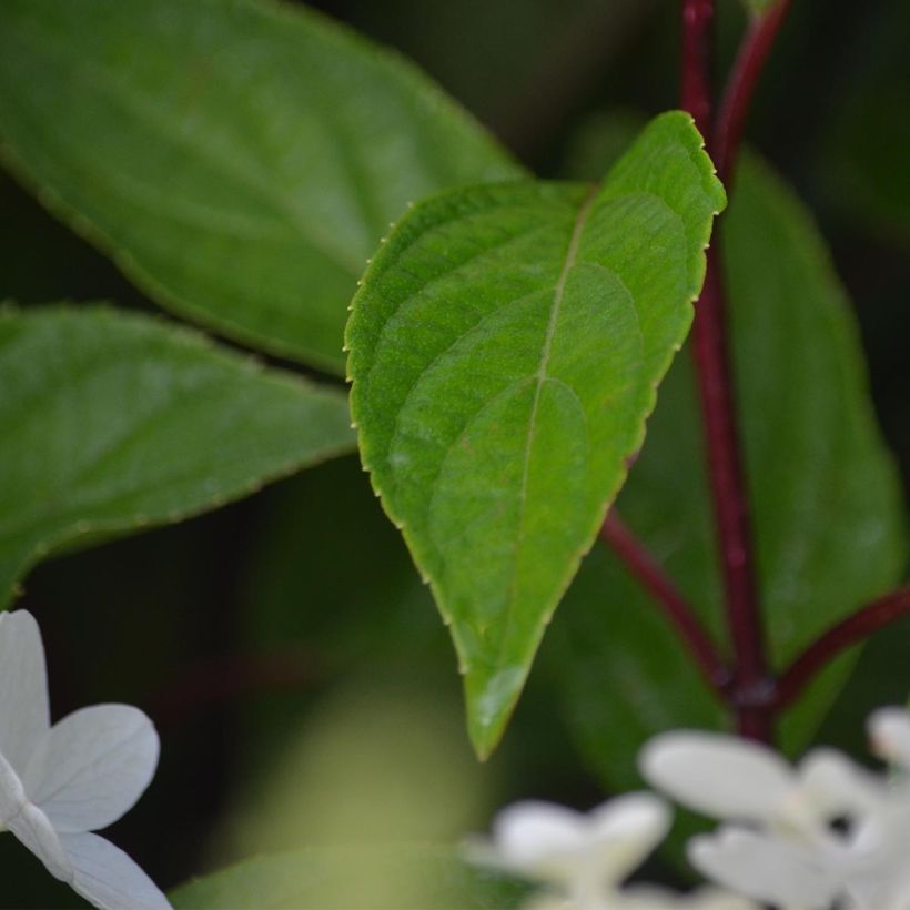 Japanischer Schneeball Mariesii Great Star - Viburnum plicatum (Laub)