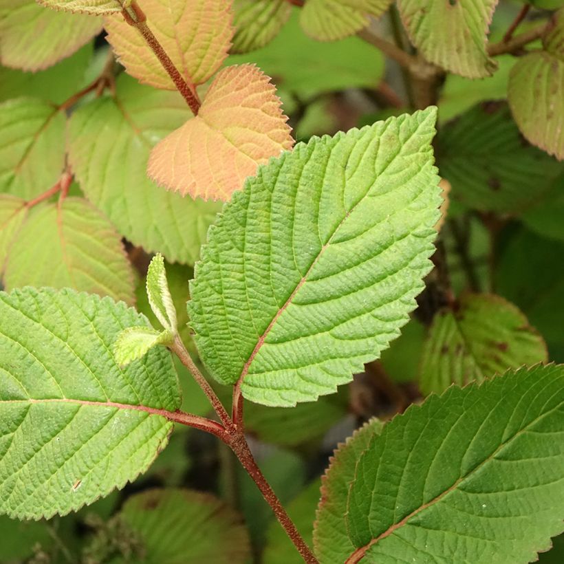 Japanischer Schneeball Opening Day - Viburnum plicatum (Laub)