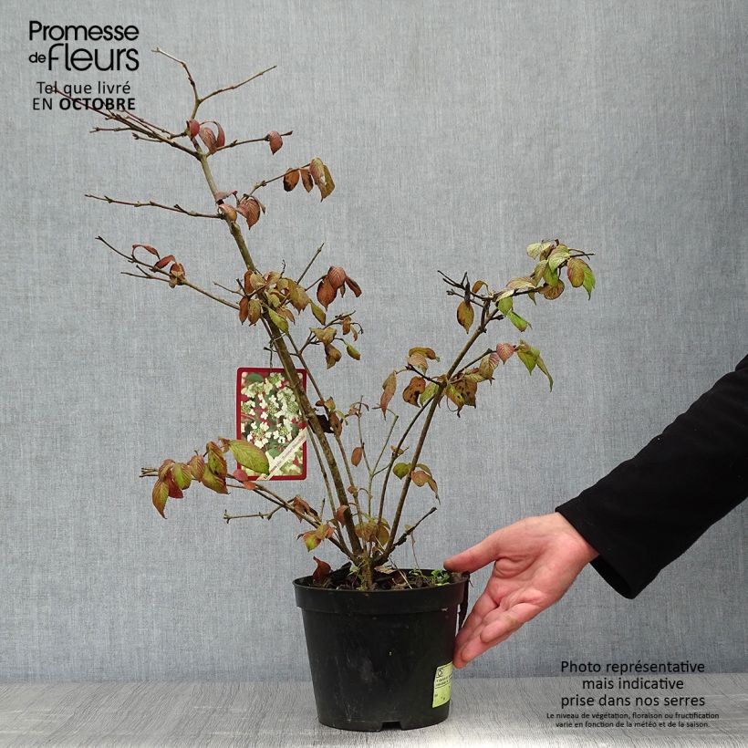 Exemplar von Viorne - Viburnum plicatum Summer Snow Flake en pot de 3L wie im Herbst geliefert