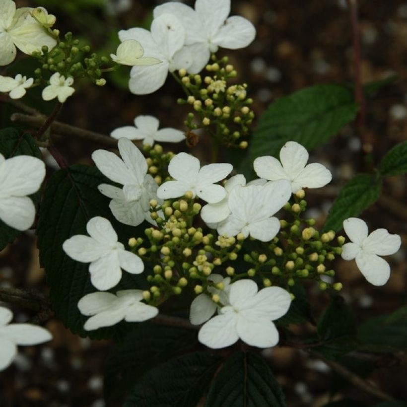 Japanischer Schneeball Watanabe - Viburnum plicatum (Blüte)