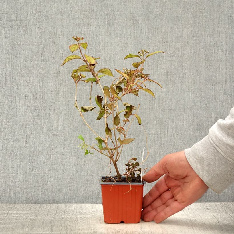 Exemplar von Japanischer Schneeball Watanabe - Viburnum plicatum wie im Frühjahr geliefert