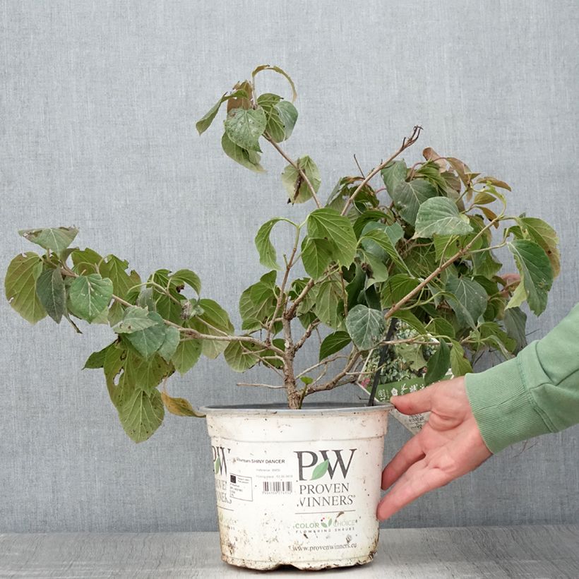 Exemplar von Viorne - Viburnum Shiny Dancer Pot de 5L wie im Sommer geliefert