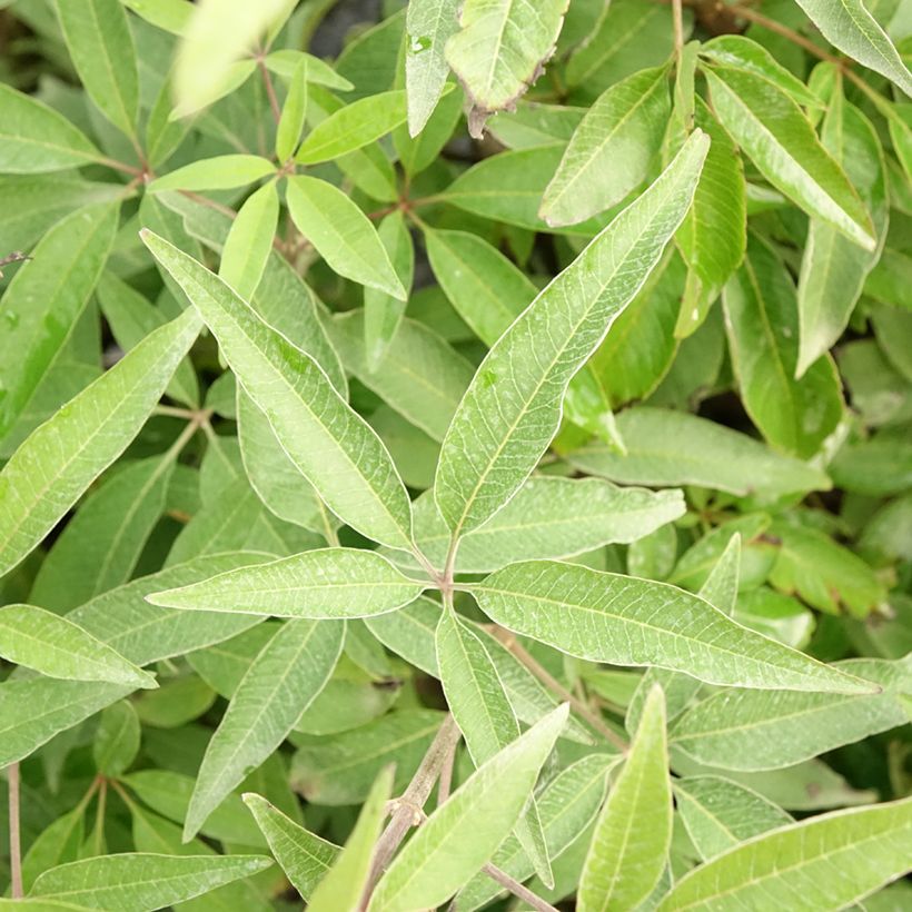 Vitex agnus-castus Blue Didley - Keuschbaum (Laub)