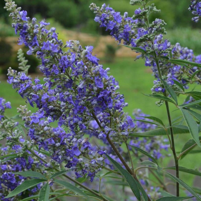 Vitex agnus-castus Delta Blues - Keuschbaum (Blüte)