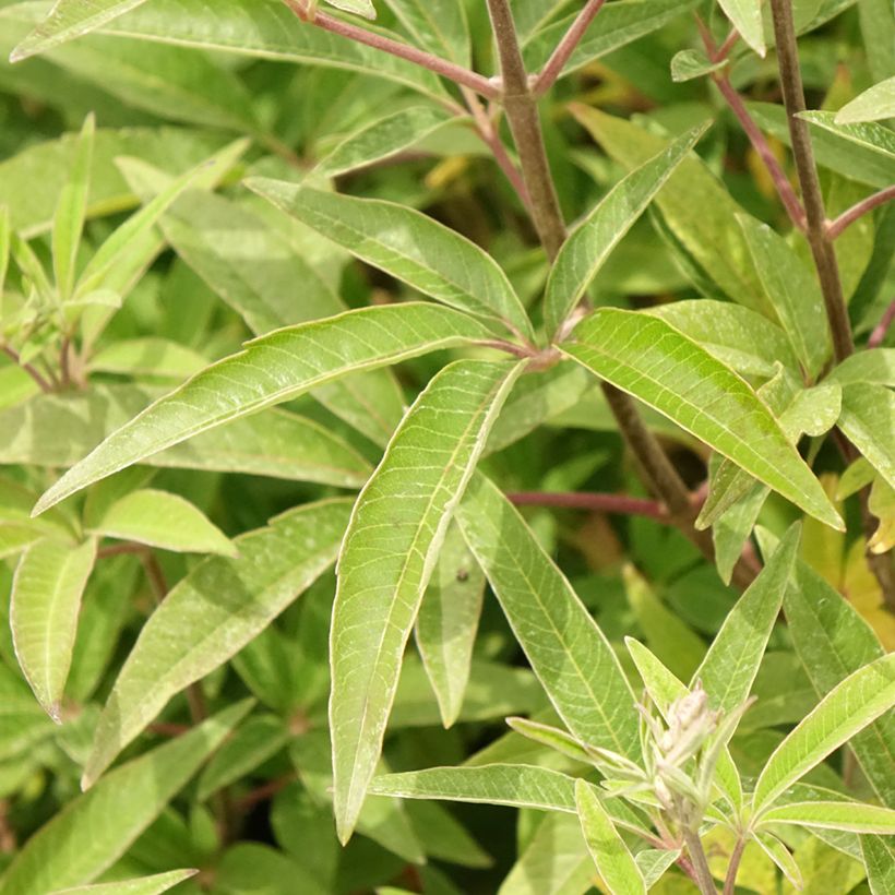 Vitex agnus-castus Galactic Pink - Keuschbaum (Laub)