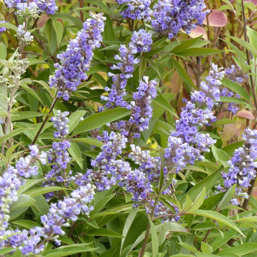 Vitex agnus-castus Latifolia - Keuschbaum (Blüte)