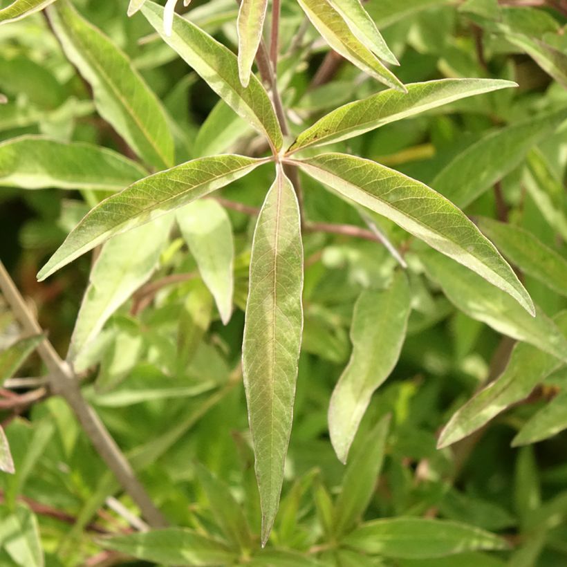 Vitex agnus-castus Pink Pinnacle - Keuschbaum (Laub)