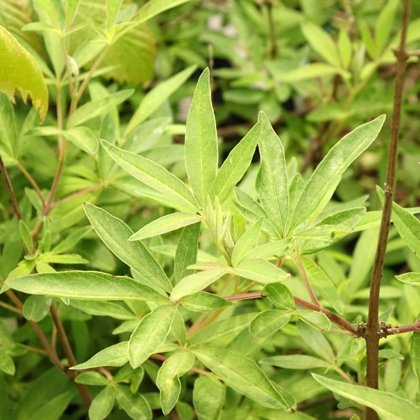 Vitex agnus-castus Santamaria - Keuschbaum (Laub)