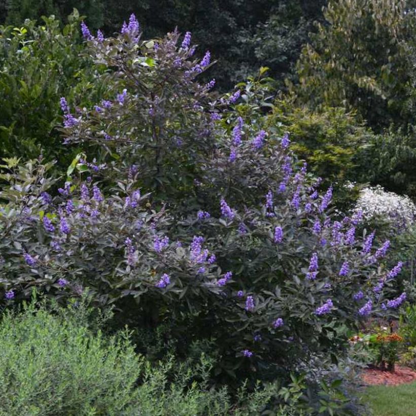 Vitex agnus-castus Flip Side - Keuschbaum (Hafen)