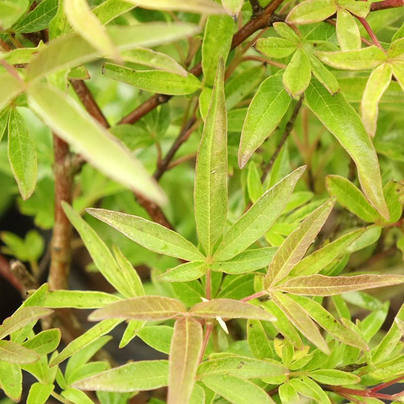 Vitex agnus-castus Chicagoland Blues - Keuschbaum (Laub)