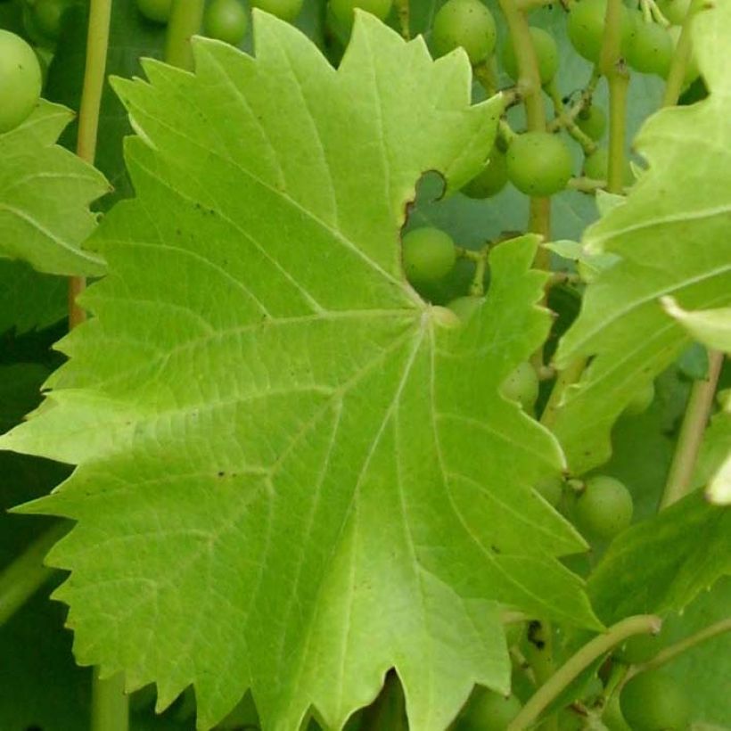 Weinrebe Fragola Bianca - Vitis labrusca x vinifera (Laub)