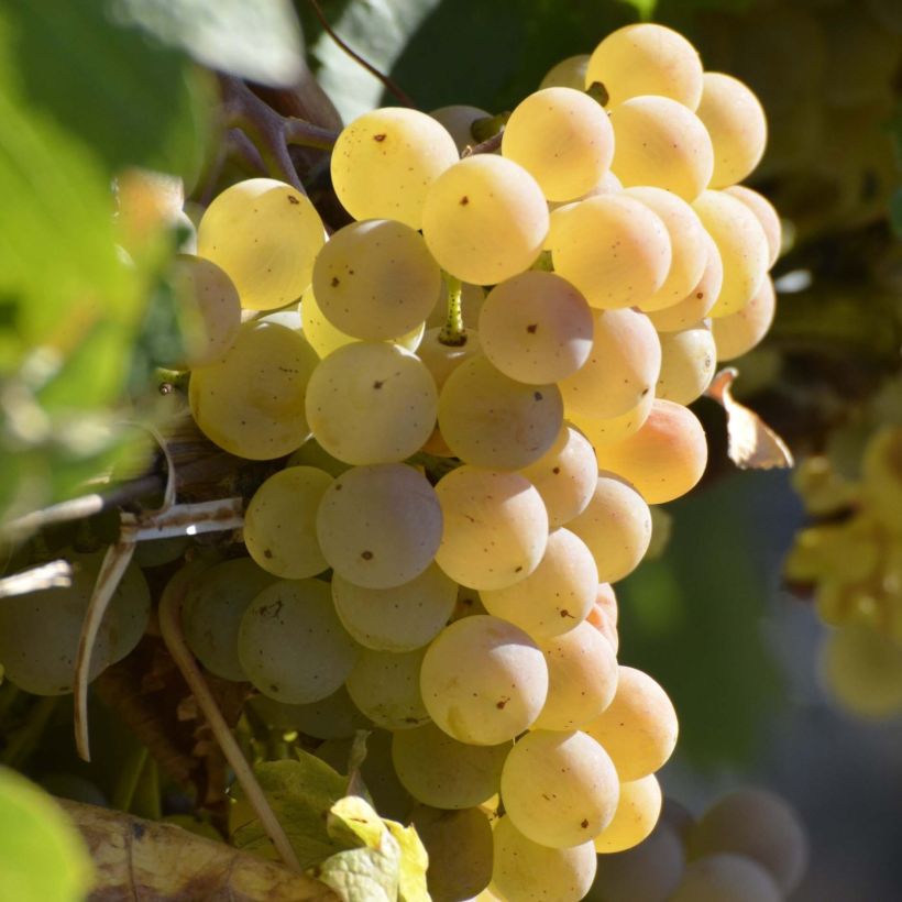 Weinrebe Fragola Bianca - Vitis labrusca x vinifera (Ernte)