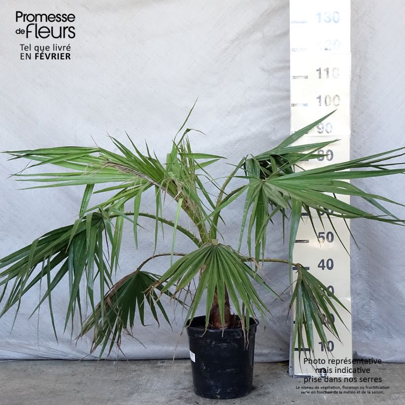 Exemplar von Washingtonia robusta - Palmier du Mexique en pot de 7.5L/10L wie im Winter geliefert