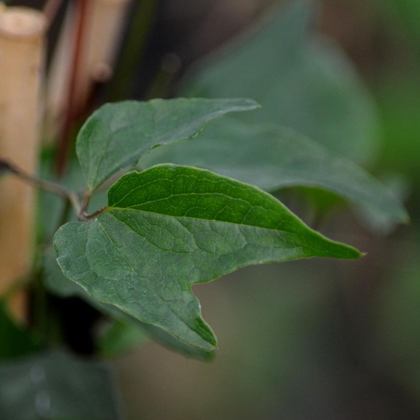 Dregea sinensis - Watakakaschlinge (Laub)