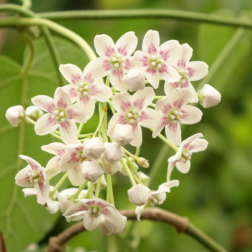 Dregea sinensis - Watakakaschlinge (Blüte)