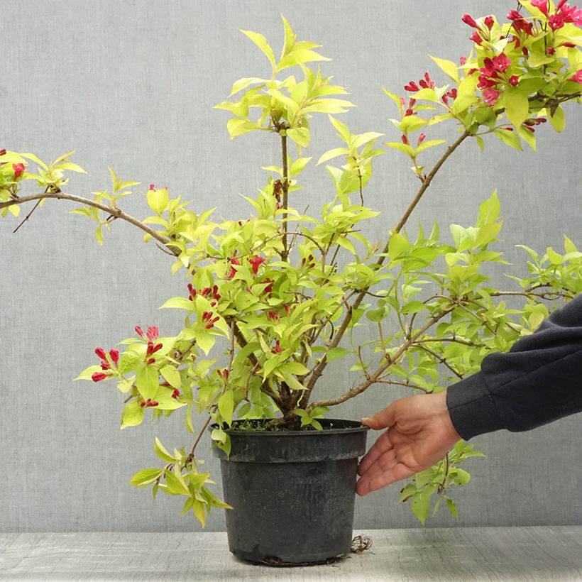 Exemplar von Weigela Briant Rubidor Olympiade - Pot de 4L/5L wie im Frühjahr geliefert