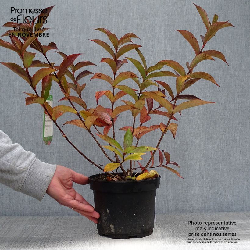 Exemplar von Weigela Florida Bristol Ruby 40/50cm en pot de 2L/3L wie im Herbst geliefert