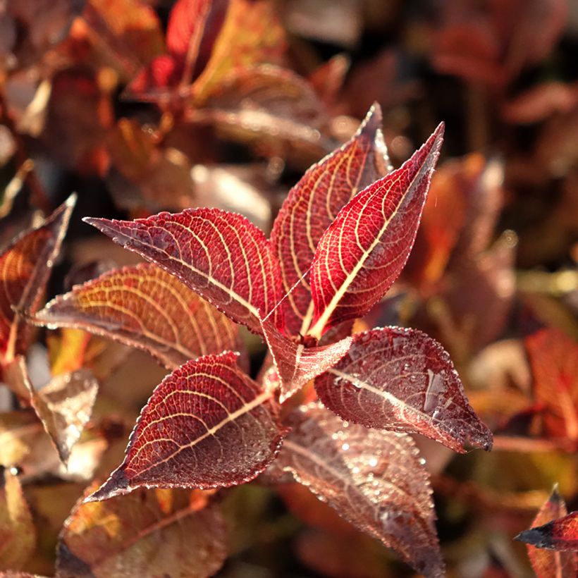 Weigela florida Foliis Purpureis (Laub)