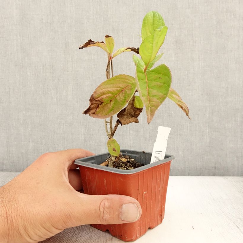 Exemplar von Weigela florida Lime Monster - Godet de 8/9 cm wie im Sommer geliefert