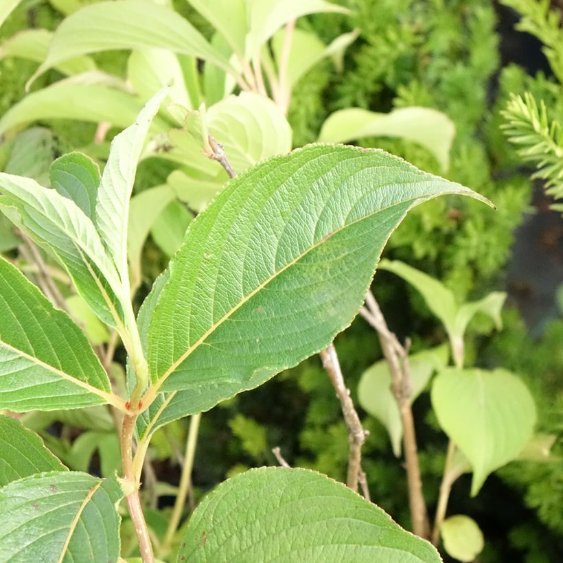 Weigela florida Marjorie (Laub)