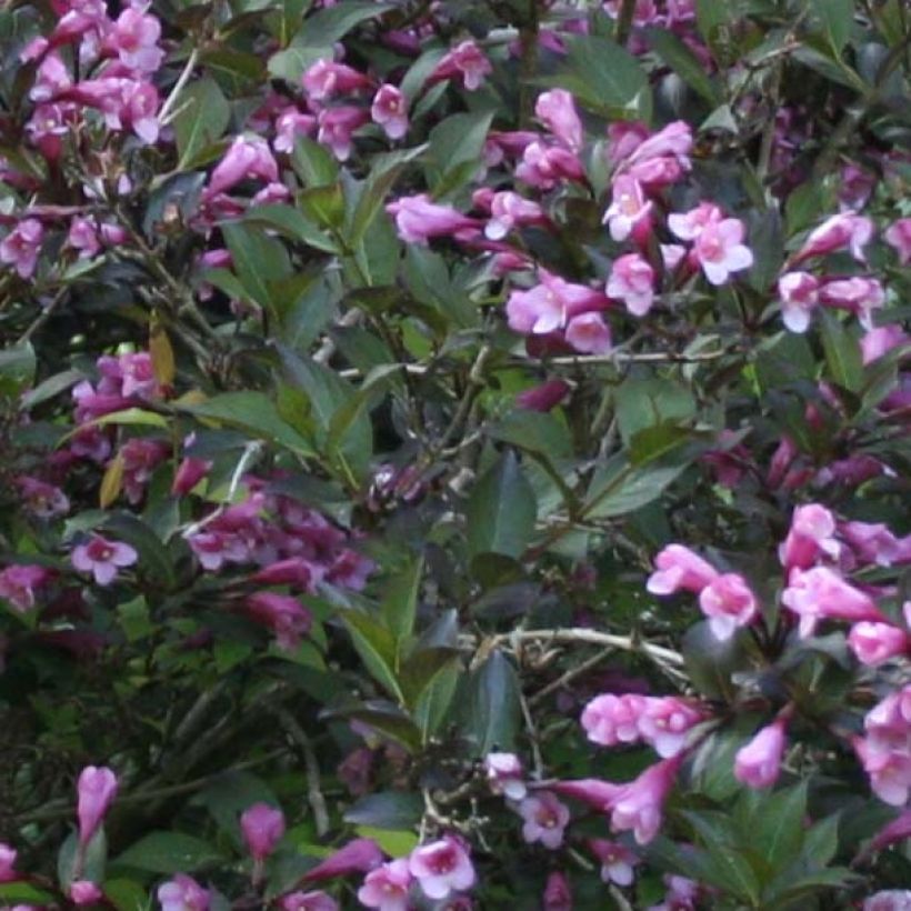 Weigela florida Nana Purpurea (Laub)