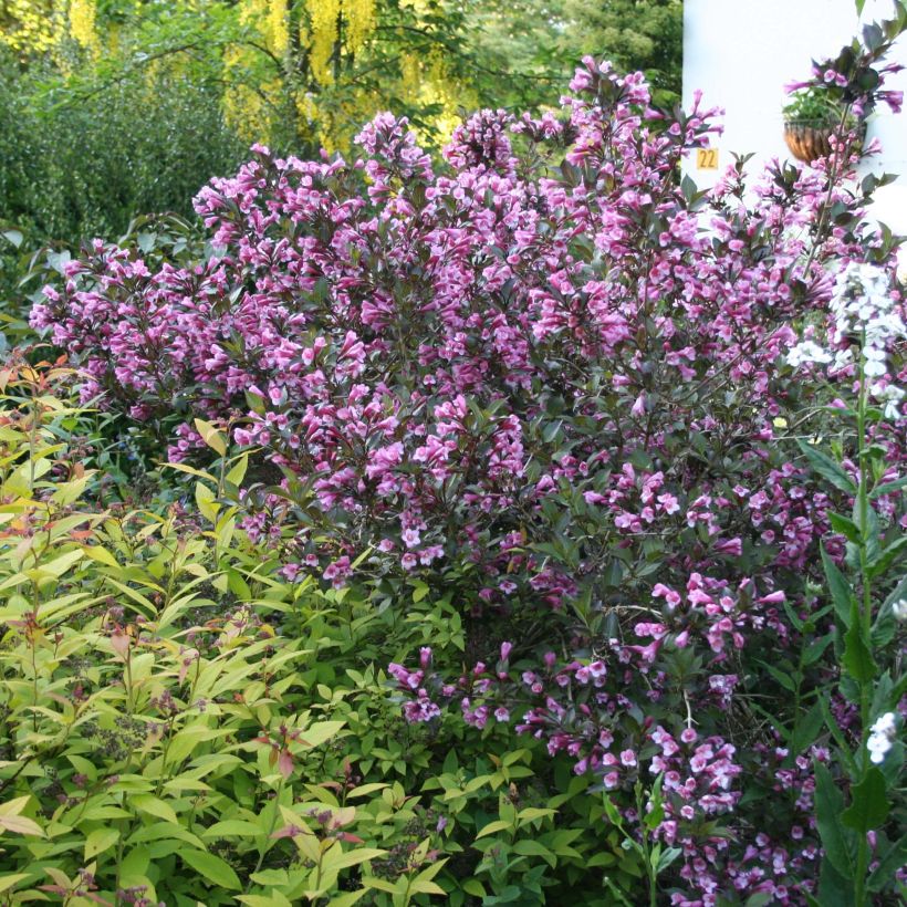 Weigela florida Nana Purpurea (Hafen)