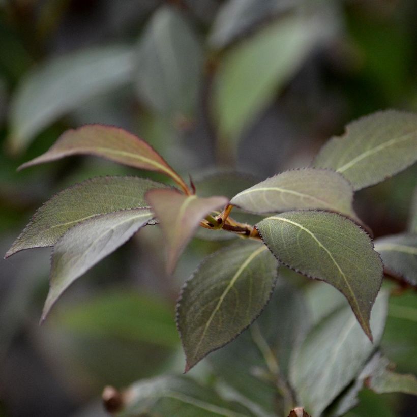 Weigela florida Victoria (Laub)