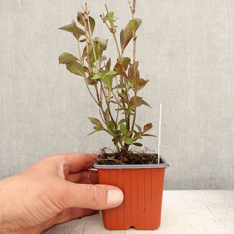 Exemplar von Weigela florida Victoria - Godet de 8/9 cm wie im Frühjahr geliefert