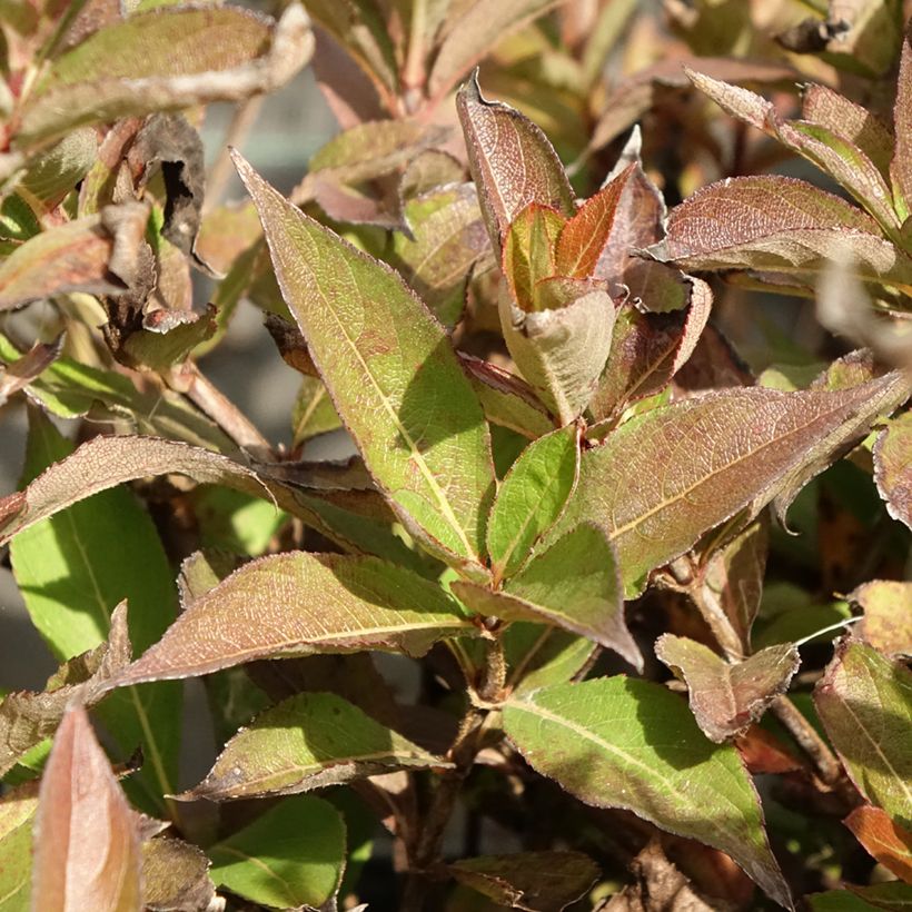 Weigela Minuet (Laub)