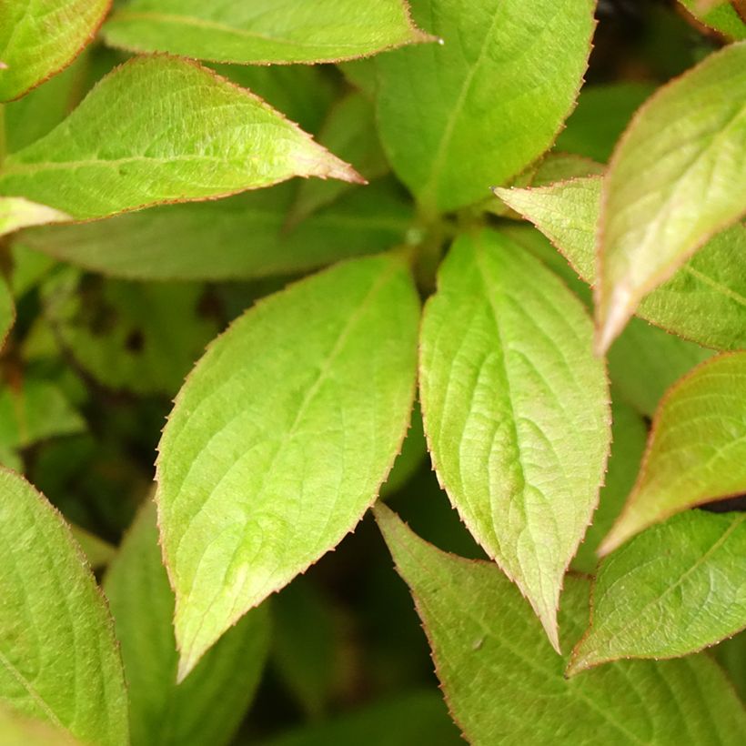 Weigela Picobella Bianco (Laub)