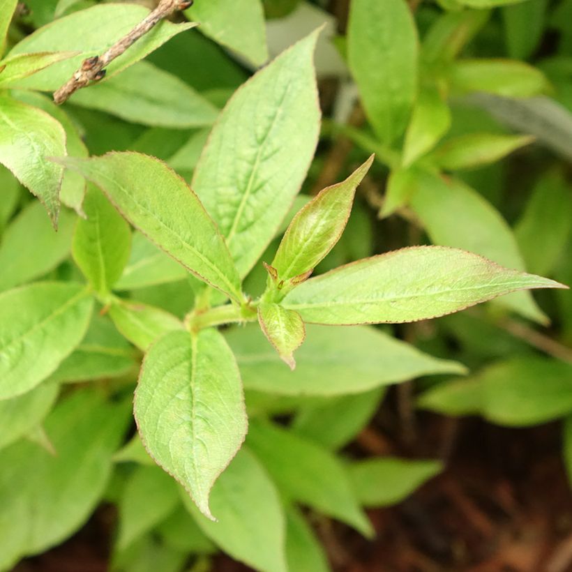 Weigela Picobella Rosso (Laub)