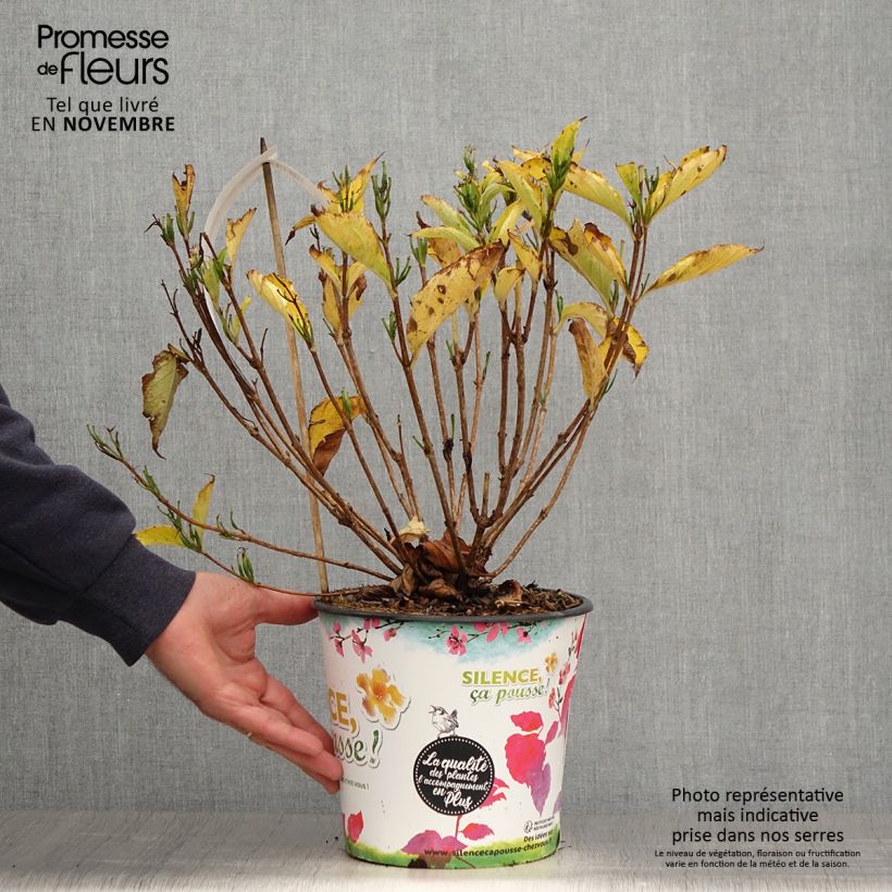 Exemplar von Weigela Snowflake Pot de 4L/5L wie im Herbst geliefert