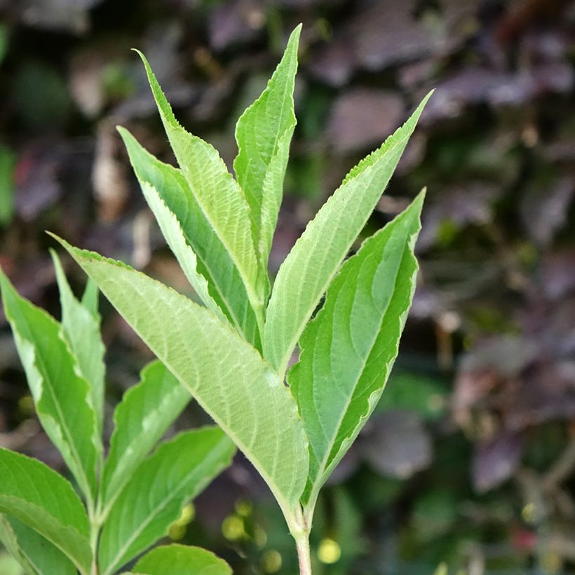 Weigela Snowflake (Laub)