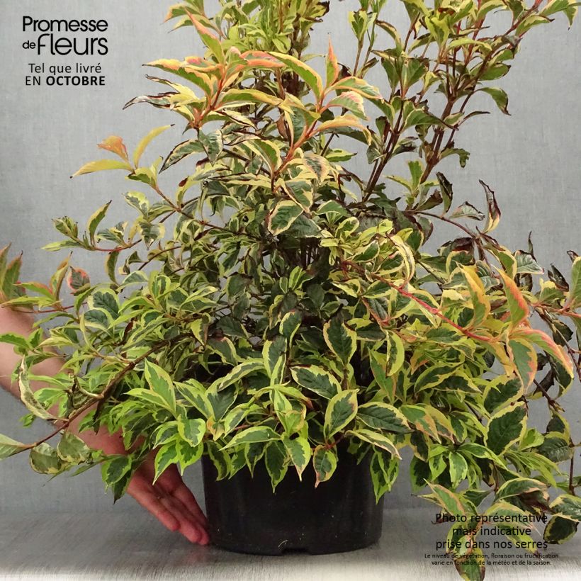 Exemplar von Weigela White Lightning en pot de 7,5l/10l wie im Herbst geliefert