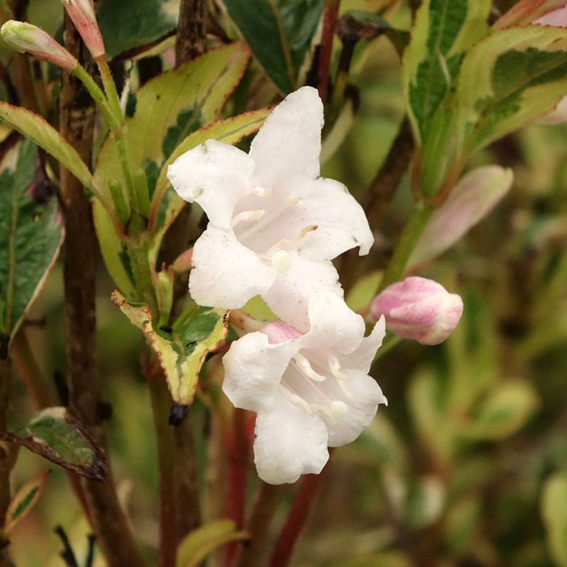 Weigela florida White Lightning (Blüte)