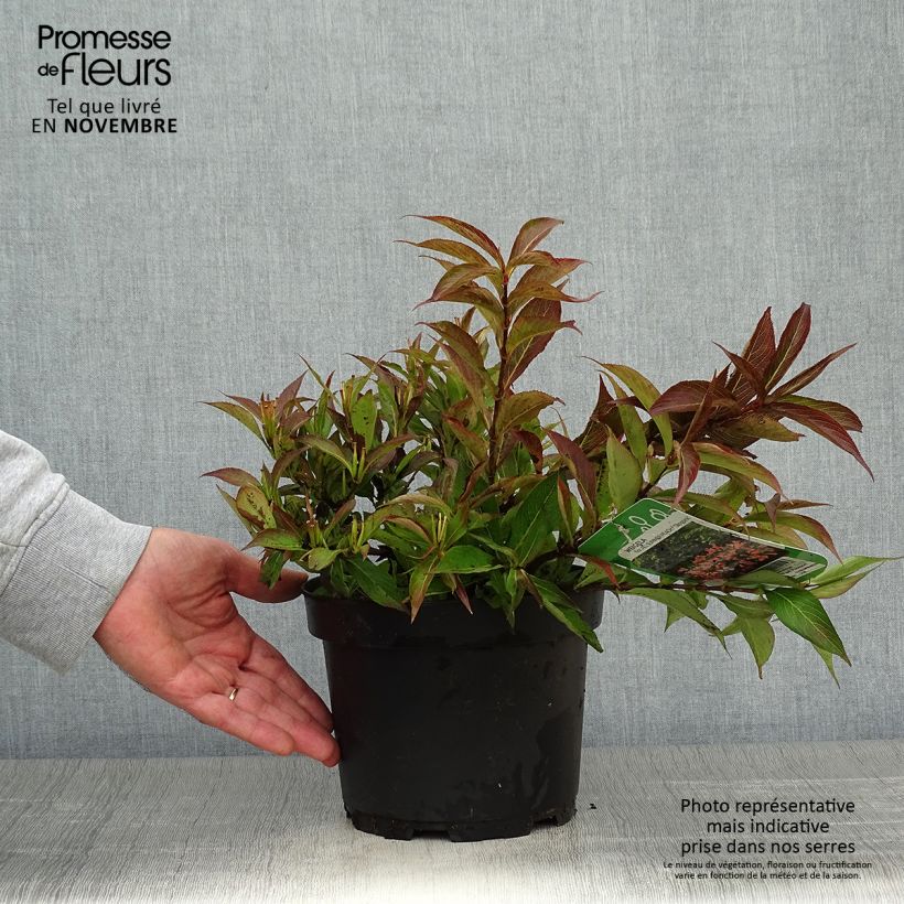 Exemplar von Weigelia All Summer Peach Pot de 3L/4L wie im Herbst geliefert