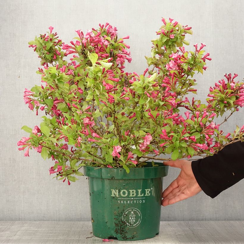 Exemplar von Weigela florida Princess Ayla Topf mit 7,5L/10LGelieferte Höhe ca. 60/70cm wie im Frühjahr geliefert