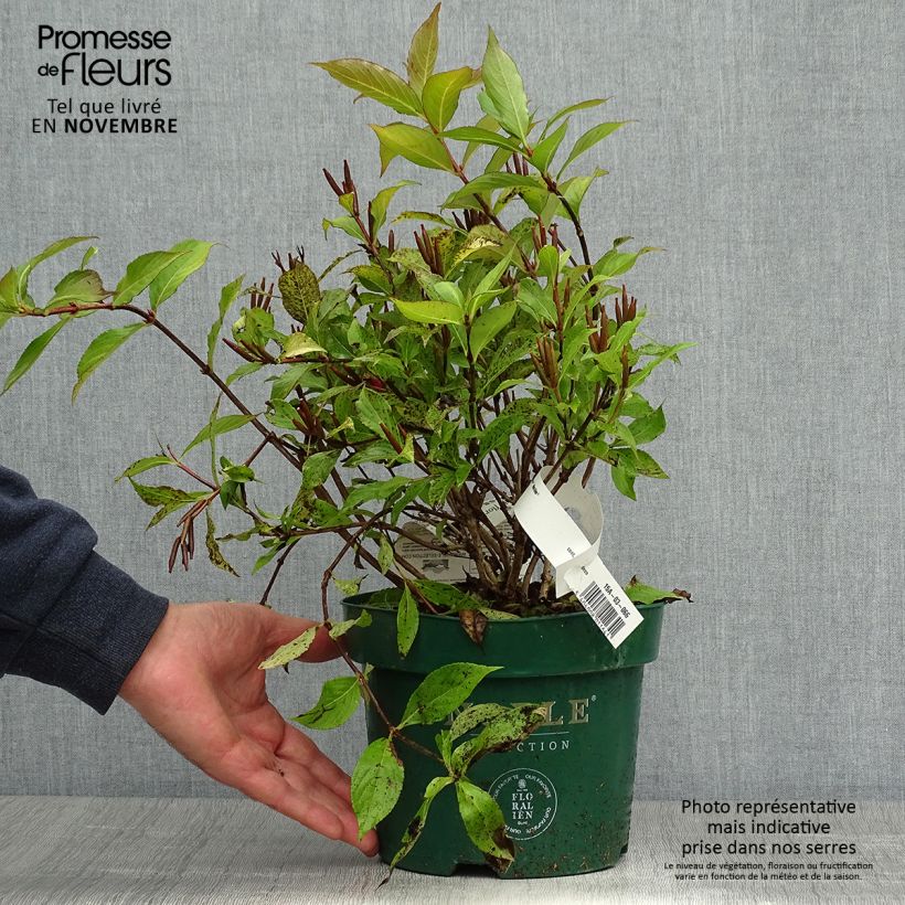 Exemplar von Weigelia florida Princess Ayla Pot de 3L/4L wie im Herbst geliefert