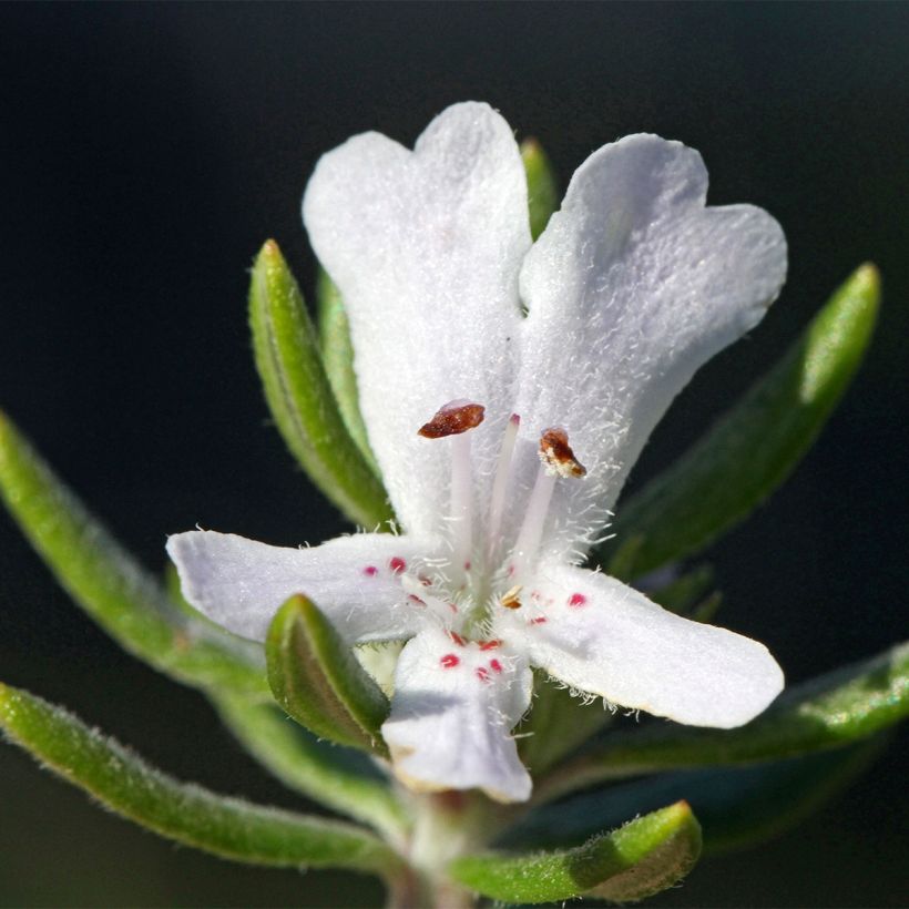 Westringia fruticosa Mundi - Australischer Rosmarin (Blüte)