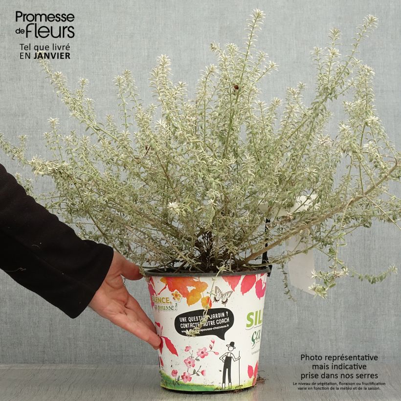 Exemplar von Westringia fruticosa Smookie - Romarin d'Australie - Pot de 4L/5L wie im Winter geliefert